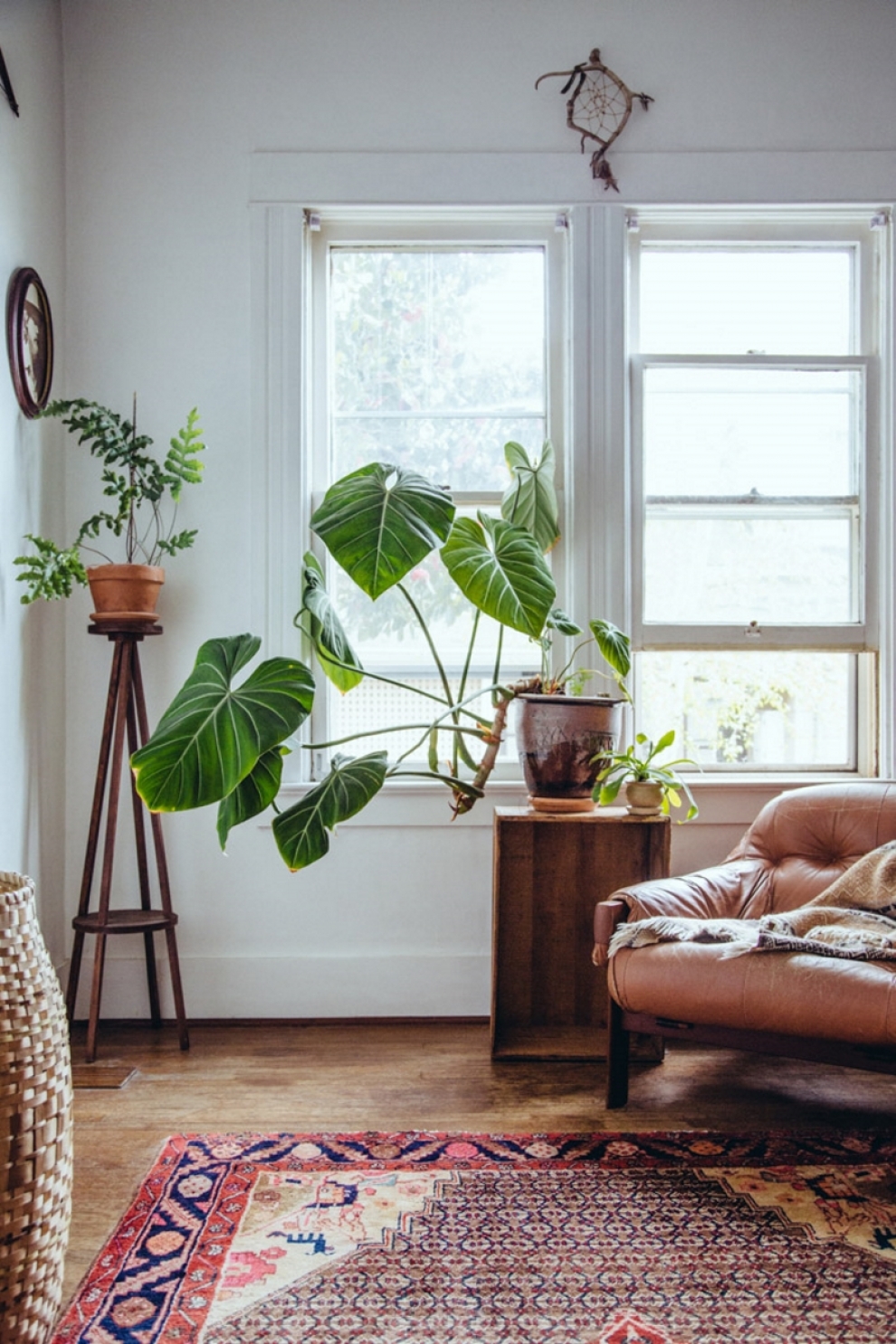 indoor plants interior