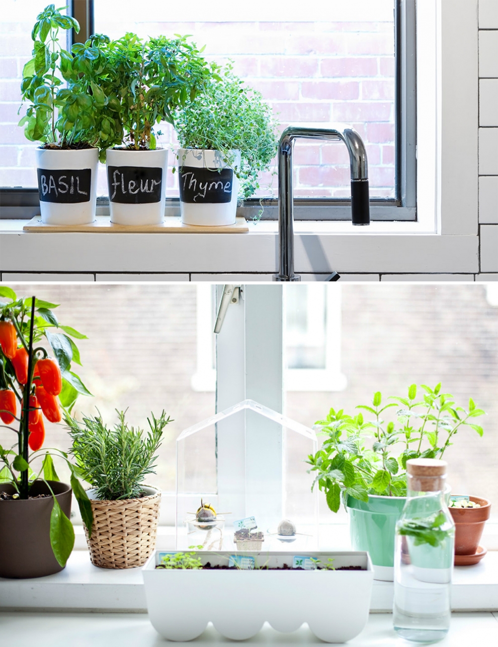 herbs on windowsill