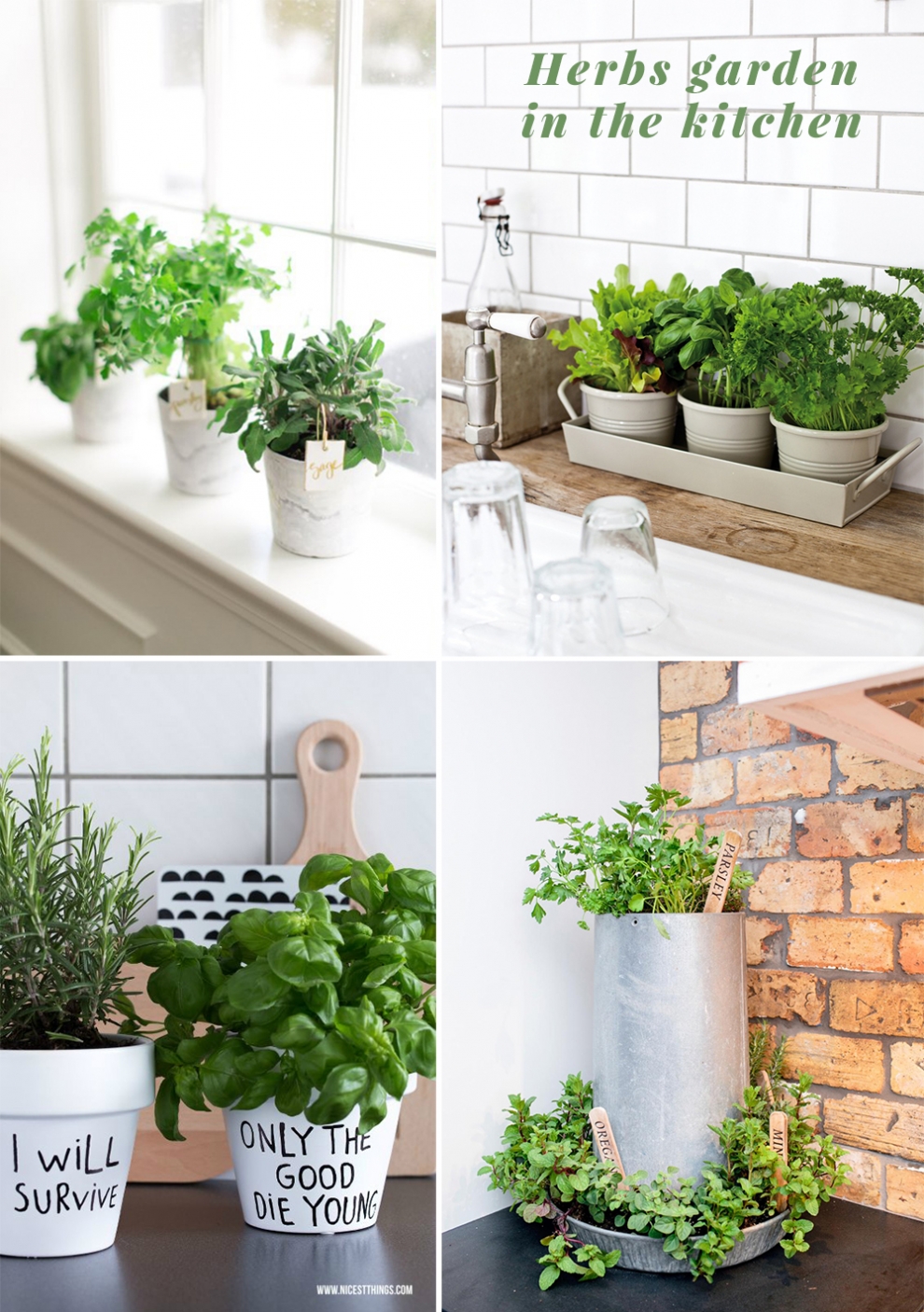 herbs in the kitchen ideas