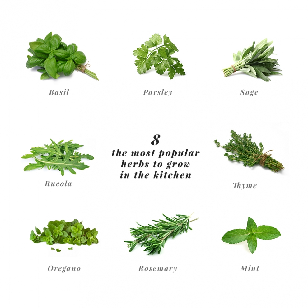 most popular herbs